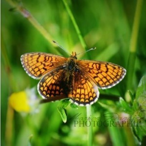 papillon
