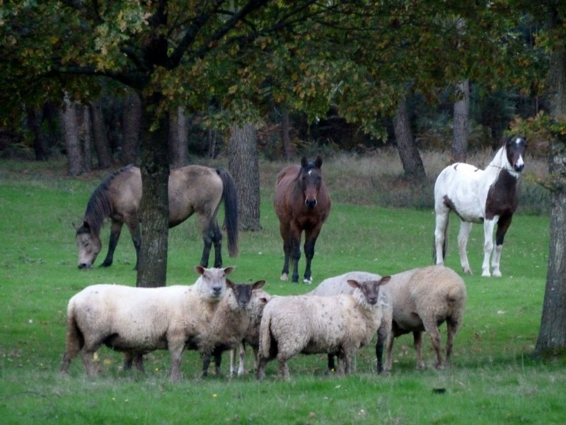chevaux moutons